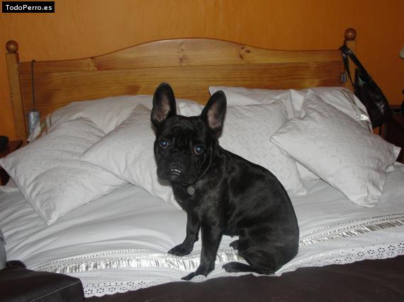 La foto del perro