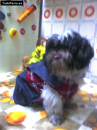 La foto del perro