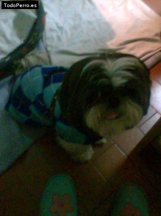 La foto del perro
