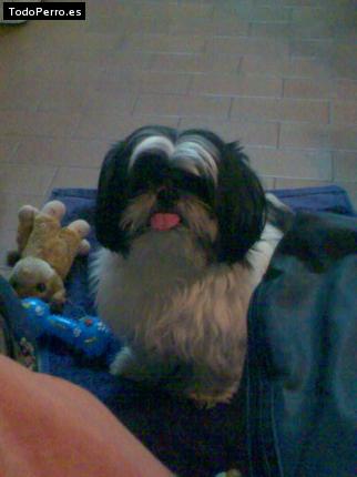La foto del perro