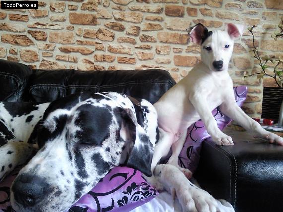 La foto del perro