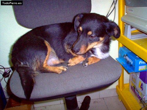 Foto del perro Mori