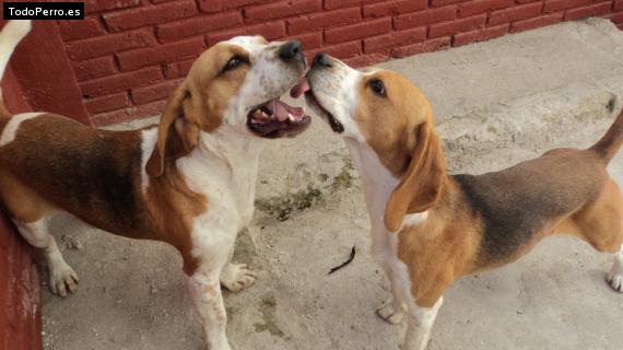 La foto del perro