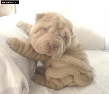 La foto del perro