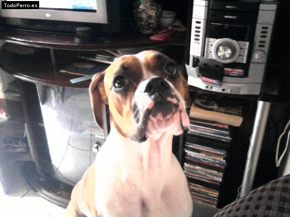 Foto del perro Fiona