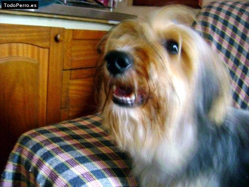 La foto del perro