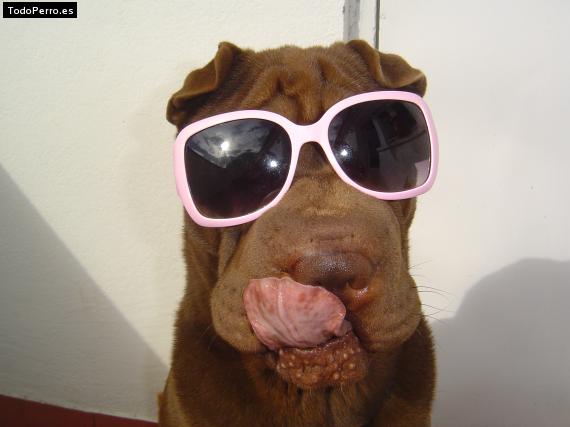 La foto del perro