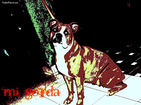 La foto del perro