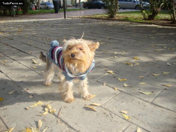 La foto del perro