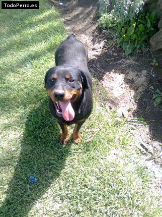 La foto del perro