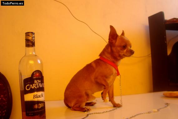 La foto del perro