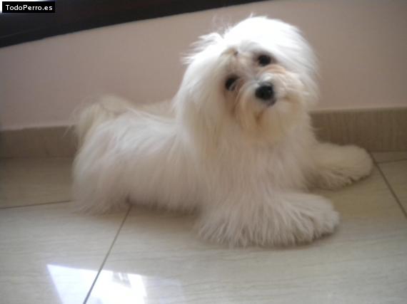 La foto del perro