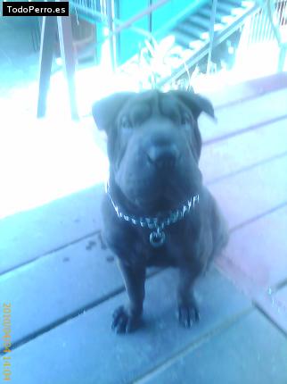 La foto del perro