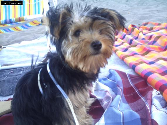 La foto del perro