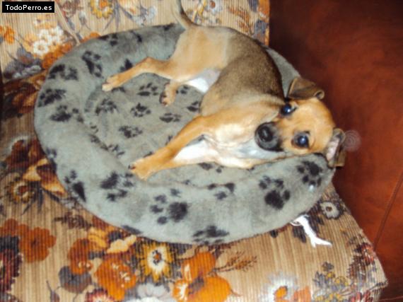 La foto del perro