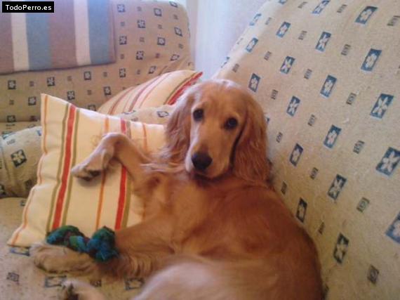 La foto del perro