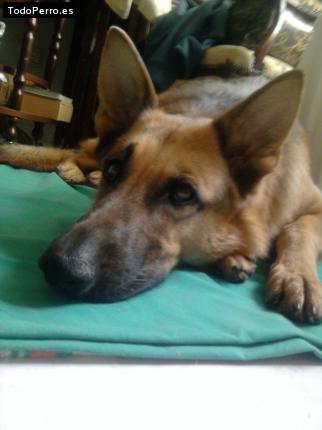 La foto del perro