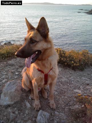 La foto del perro