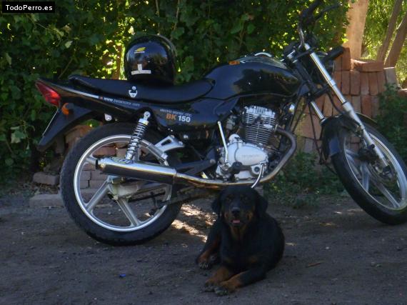 La foto del perro