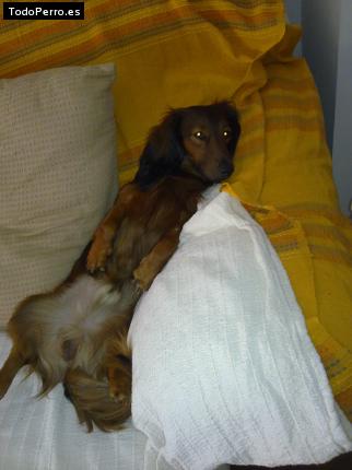La foto del perro