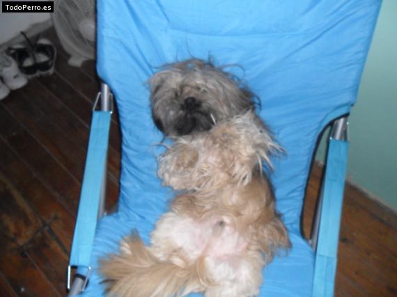 La foto del perro