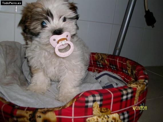 La foto del perro