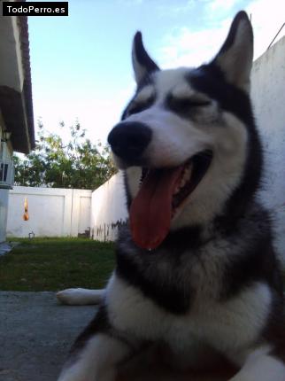 La foto del perro
