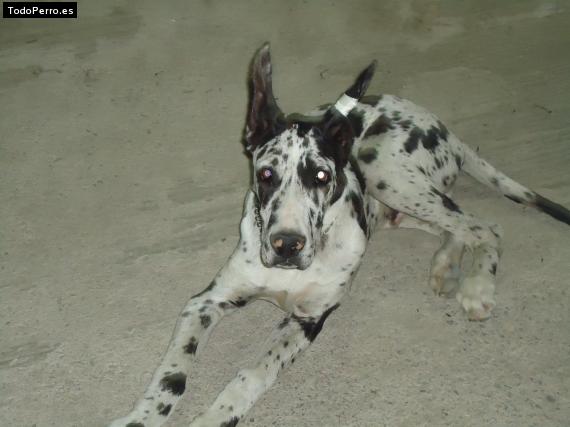 La foto del perro
