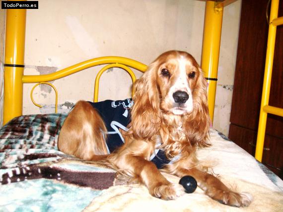 La foto del perro