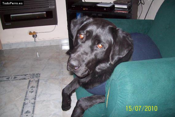 La foto del perro