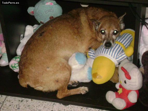 La foto del perro