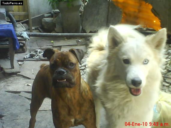 La foto del perro