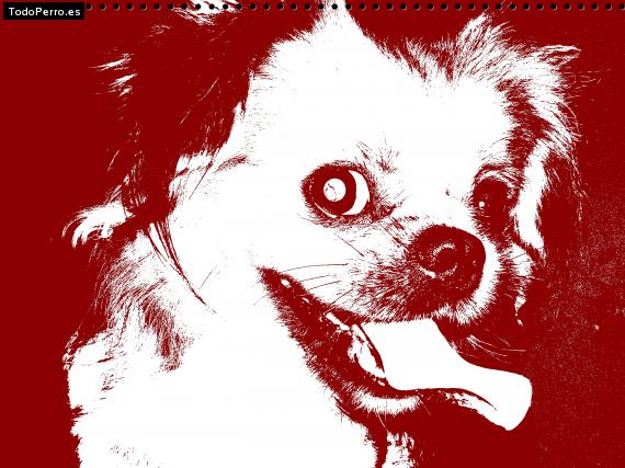 Foto del perro Josthy