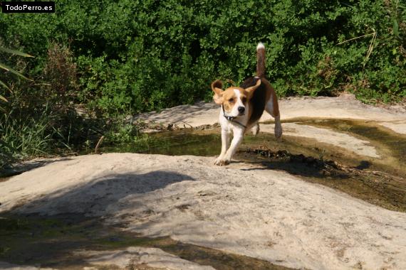 La foto del perro