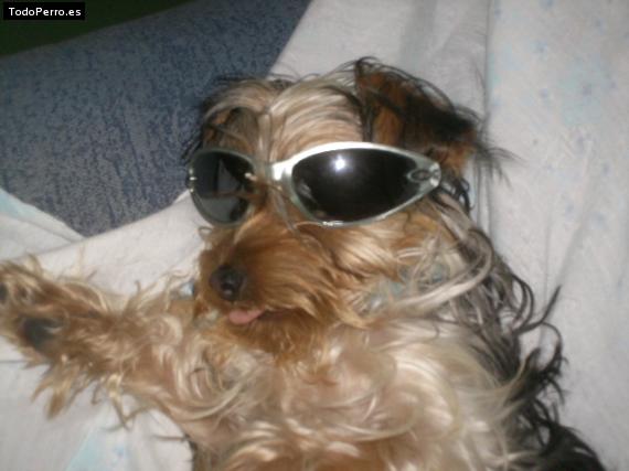 La foto del perro