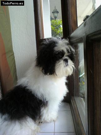 La foto del perro