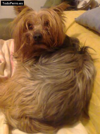 La foto del perro