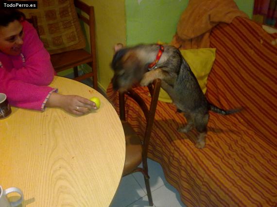 La foto del perro