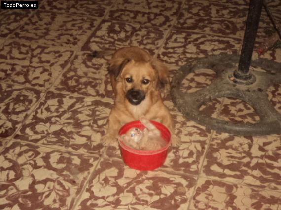 La foto del perro