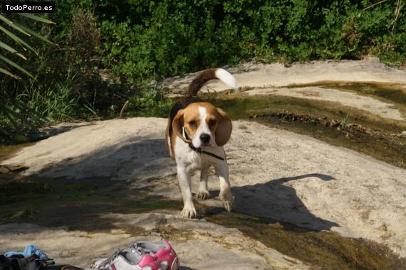 La foto del perro
