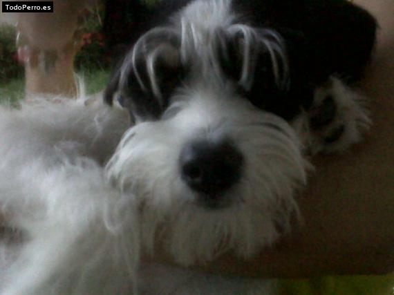 La foto del perro
