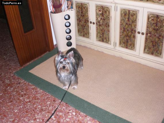 La foto del perro