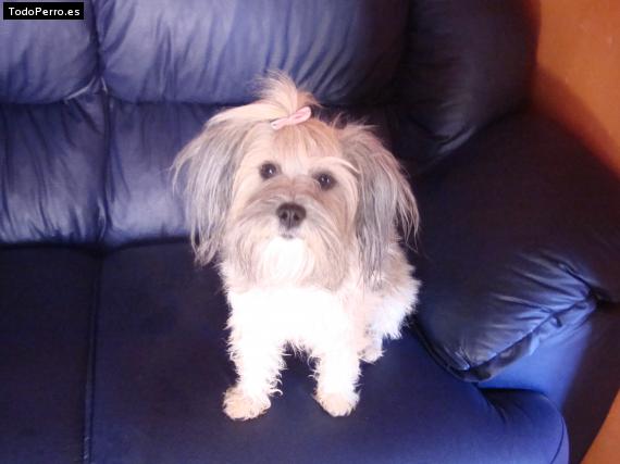 La foto del perro