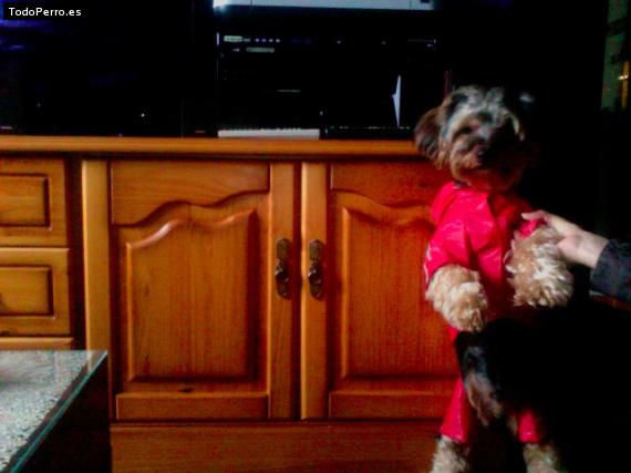 La foto del perro