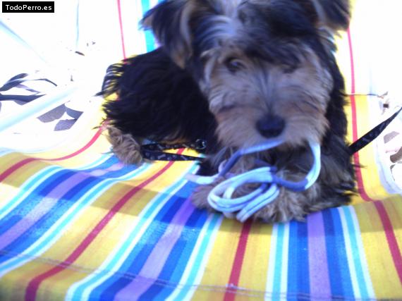 La foto del perro