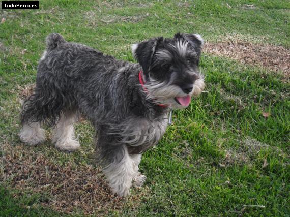 La foto del perro