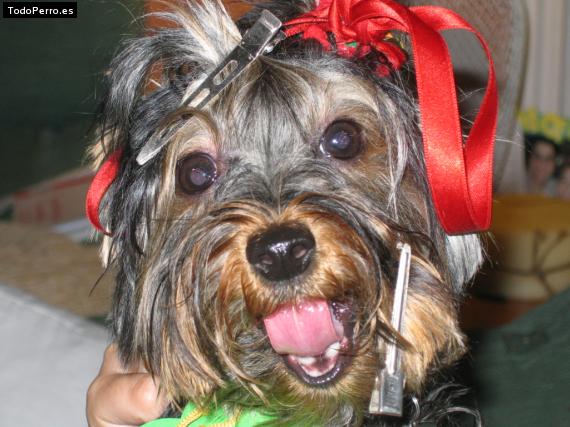 La foto del perro