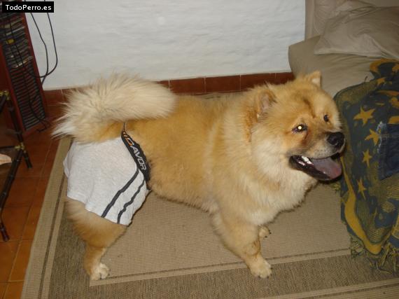 La foto del perro