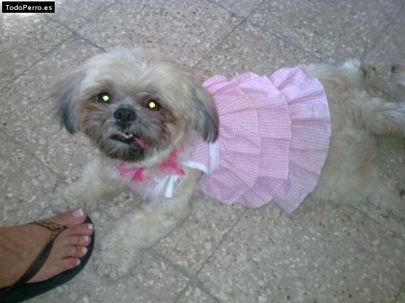 La foto del perro