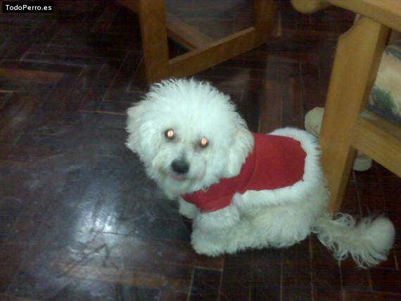 La foto del perro